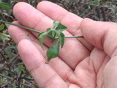 Ceratosanthes palmata