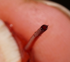 Mycena toyerlaricola