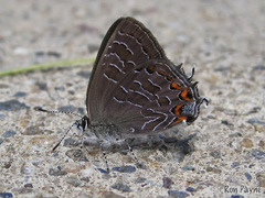 Satyrium liparops