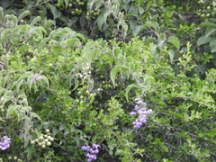 Solanum dulcamaroides