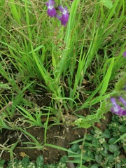 Lobelia fenestralis