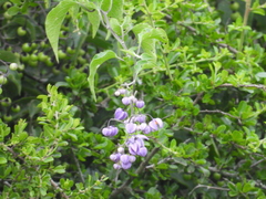 Solanum dulcamaroides