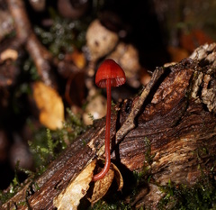 Mycena toyerlaricola