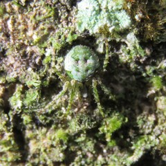 Cryptaranea atrihastula