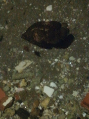 Lobotes surinamensis