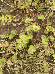 Euphorbia humistrata