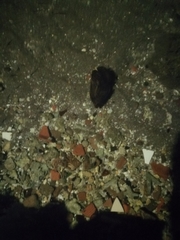 Lobotes surinamensis