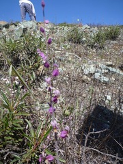 Streptanthus glandulosus pulchellus