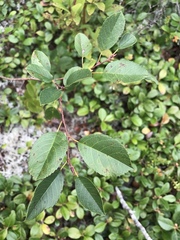 Amelanchier spicata