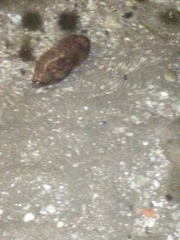 Lobotes surinamensis