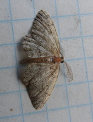 Aethalura intertexta