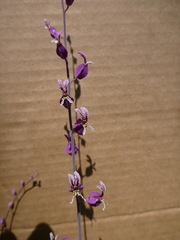 Streptanthus glandulosus pulchellus