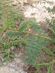 Mimosa dysocarpa
