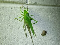 Paracaedicia serrata