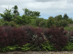 Leptospermum morrisonii