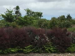 Leptospermum morrisonii