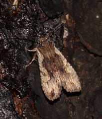 Lithophane petulca
