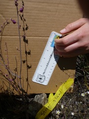 Streptanthus glandulosus pulchellus