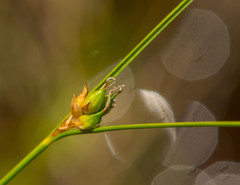 Carex oligosperma