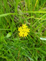 Tauschia decumbens
