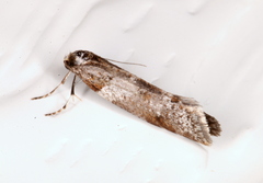 Lepidoscia