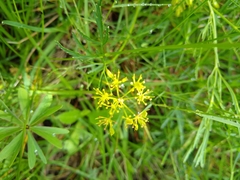 Tauschia decumbens