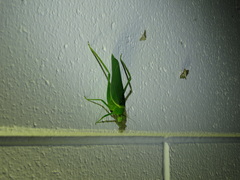 Paracaedicia serrata