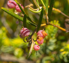 Andromeda polifolia glaucophylla