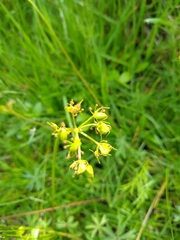 Tauschia decumbens