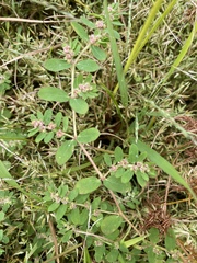 Euphorbia humistrata