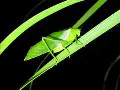 Paracaedicia serrata