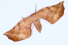 Parepisparis excusata