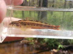 Etheostoma zonistium