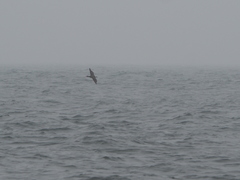 Stercorarius parasiticus