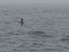 Stercorarius parasiticus