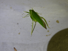 Paracaedicia serrata