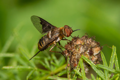 Rhynchanthrax parvicornis