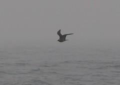 Stercorarius pomarinus