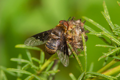 Rhynchanthrax parvicornis