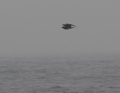 Stercorarius pomarinus