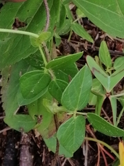 Phaseolus pauciflorus