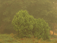 Calocedrus decurrens