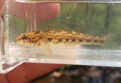 Etheostoma zonistium