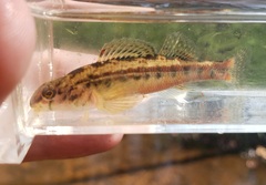 Etheostoma zonistium