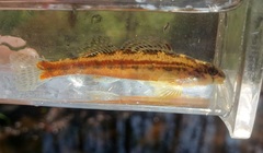 Etheostoma zonistium