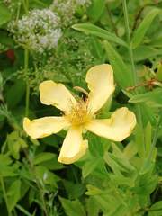 Hypericum ascyron gebleri