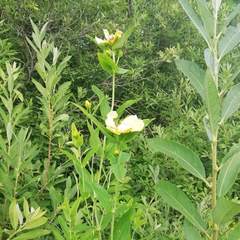 Hypericum ascyron gebleri