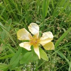 Hypericum ascyron gebleri