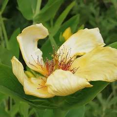 Hypericum ascyron gebleri
