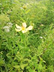 Hypericum ascyron gebleri